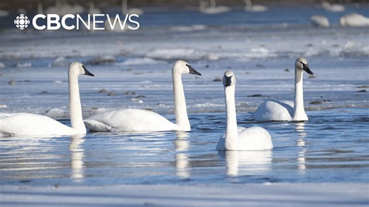 Hundreds of swans flock to Vanderhoof in annual migration