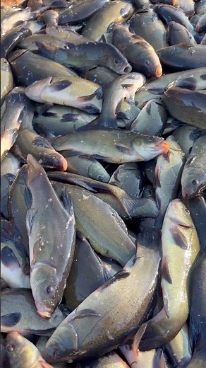 #lin #tench #fish #fishfarming