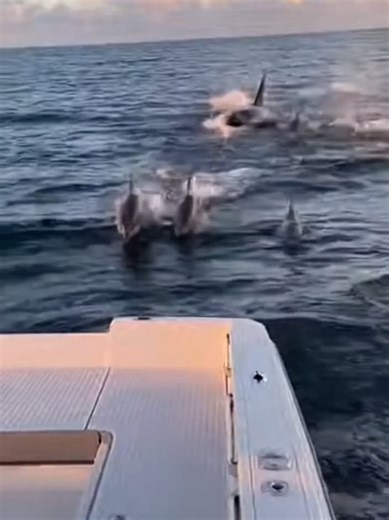 Dolphins Escape Orcas in Dramatic Ocean Encounter