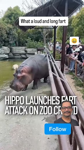Unforgettable_Reels on Instagram: "What a loud and long fart by hippos 😄😄😄 This video captures a humorous moment at a zoo where a hippopotamus appears to be "launching a fart attack" towards a crowd of onlookers, as indicated by the text overlay. Hippos are known for their powerful digestive systems, and while this event is presented humorously, it highlights the raw and sometimes unexpected nature of observing wild animals. 😄😄😄 #hippos #hippopotamus #zoo #funnyreels #laughoutloud #animalp