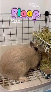 Did you know rabbits eat and poo ￼at the same time? ￼#miffy #rabbit #bunny #cute