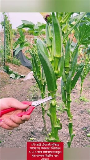 See the Record-Breaking Okra Harvest During the Rainy Season