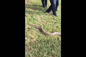 42K views · 565 reactions | YIKES! This 10 1/2 foot Burmese python...