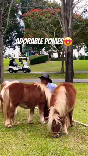 Adorable Ponies, the cutest ones #pony #ranch #ranchlife #animals #travel #getaway #shorts #short