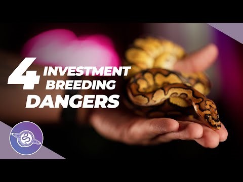 4 TRAPS of "Investing" in Ball Pythons | Ball Python Business | #ballpython #snake #reptiles