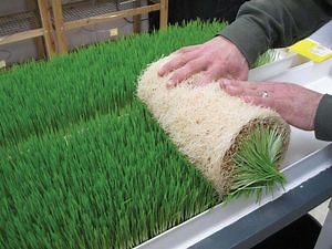 [Hot Item] Indoor Vertical Hydroponics Fodder Grass Tray System Wheat Sprouting Microgreen Fodder for Sheep Cattle Hydroponics Fodder Trays