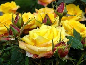 9.6K views · 6.2K reactions | Join us on: Yellow Flowers | Yellow Flowers | Facebook