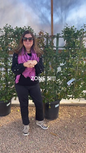 Manhattan Euonymus Guide for Zones 5-8