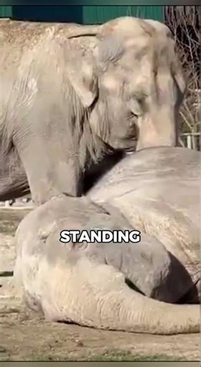 Elephants Mourning Rituals