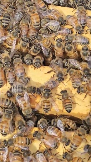 Bees doing a waggle dance.