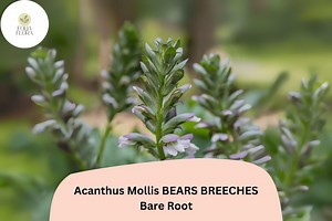 Acanthus Mollis Bear’s Breeches | 1 Live 12” Plant Purple White Flower Perennial - Etsy