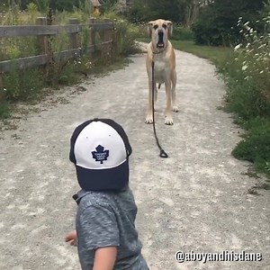 Dogs and babies have the greatest bond! 🐶👶 | LADbible Australia