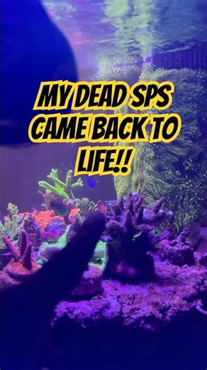 Sps coral made it through a tank crash