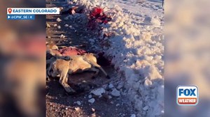 GRAPHIC: Dozens of pronghorn killed in Colorado seeking refuge from deep field snow