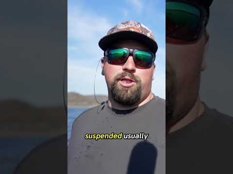 This is how you find the GIANTS. #perch #perchfishing #fishing