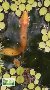 9.9K views · 59 reactions | Golden Dojo Loach eating on the surface of the water. Are you keeping any Loaches? TANK ON! #fish #goldendojoloach #loach #loachfish #fishy #aquarium #aquariumfish #feedingfish #fishtank #dustinsfishtanks #tankon | Dustin's Fishtanks | Facebook