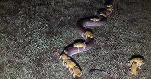 WATCH | 'Horny' cane toads hitch lift on python to escape overflowing lake
