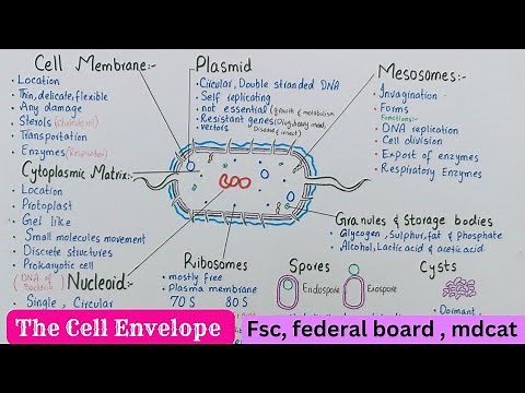 The bacterial cell envelope | cell membrane, nucleoid, plasmid ,mesosomes, spores , cyst | class 11
