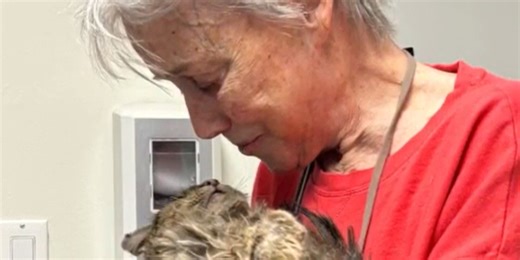 Watch: Cat lost wandering rubble of California wildfire for 2 months reunited with owner in viral video