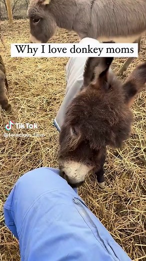 This is why I love donkey moms and why baby donkeys need enough time with their mothers. There are such great mothers and if babies have ample time for weaning they will be well rounded donkeys. Little Jack was biting me today and mamma Maggie stepped in to discipline this little boy ! #donkey #minidonkey #minidonkeysoftiktok #donkeysoftiktok #fyp