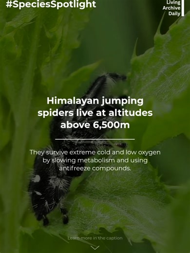 Himalayan jumping spiders (Euophrys omnisuperstes) thrive near the top of the world, higher than many birds and mammals. At altitudes above 6,500 metres, they endure freezing temperatures, strong UV radiation, and low oxygen. Their metabolism slows, and special proteins prevent cell damage from freezing. These spiders demonstrate how arthropods can colonise extreme alpine environments, highlighting the resilience of small predators in ecosystems otherwise dominated by harsh conditions. #SpeciesS