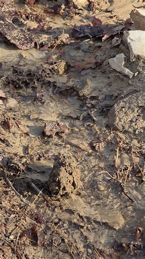 Understanding Your Land: Patterns and Wildlife