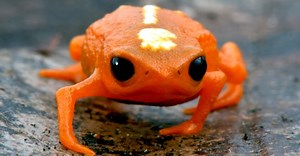 A Frog So Small, It Could Not Frog