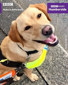 Volunteers are needed to become puppy walkers 🐶🐾 The rewarding role helps train puppies to become life-changing guide dogs.🦮 | BBC Humberside