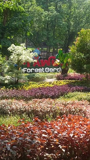 Liburan ke taman hutan Tawun (Holiday to Tawun forest garden) . Source: Made by video guru/video maker .. Musik: Birthday Pemusik: LiQWYD URL: http://www.soundcloud.com/liqwyd ... #tawun #adventure #ngawi #holiday #vacation #fyp #viral #touring #travelling #awesome #wonderful #luarbiasa #cool #keren #spot #bepergian #trip #hobby #hobi #recreation #rekreasi #selfie #mytripmyadventure #adventure #wisata #tourism #destination #eastjava #indonesia #universal #world