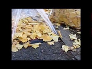 イチョウの落ち葉 簡単お掃除