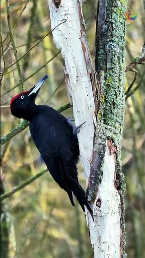 Pileated Woodpecker Pecking Wood | The Forest’s Carpenter