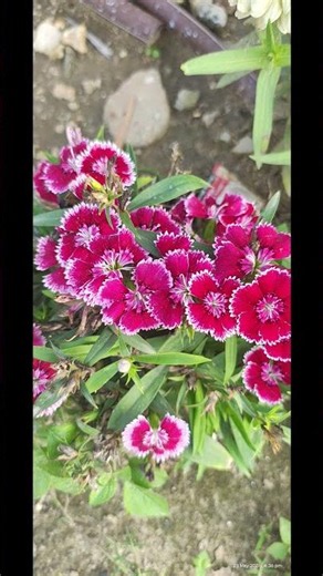 🌹🌹🌷🌻💐🌸☘️Beautiful flower from North East#flowers #naturelovers#shortvideo#natural