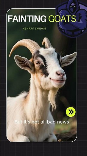 Fainting Goats: Why They Fall Over | Weird Animal Fact