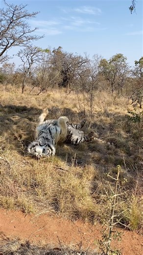 Watch Fushan, our majestic Siberian tiger, enjoying a relaxing moment as he rolls in the grass! His carefree behavior is a delightful reminder of the importance of conserving their natural habitats to ensure these magnificent creatures continue to thrive. 🐅 🐯🐾 #tiger #animalconservation | Cheetah Experience