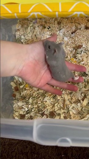 The Secret to a Hamster’s Trust: Baby Blue Runs to My Hand! 🐹✨ (Campbell Dwarf)