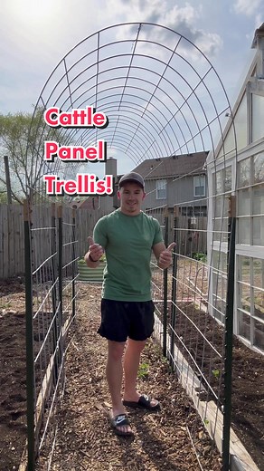 DIY Cattle Panel Trellis: Grow Veggies & Fruits!
