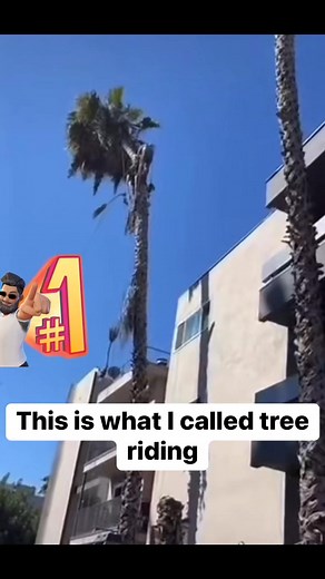 The bestof Tree riding!! #treeexperts | Humbe Ortiz