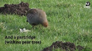 You've heard of the 12 days of Christmas... but it's time to meet the 12 birds of Christmas! You can find all of these birds during #12DaysWild! Have you seen any yet? ❄️ https://www.wildlifetrusts.org/blog/tom-hibbert/twelve-birds-christmas | The Wildlife Trusts