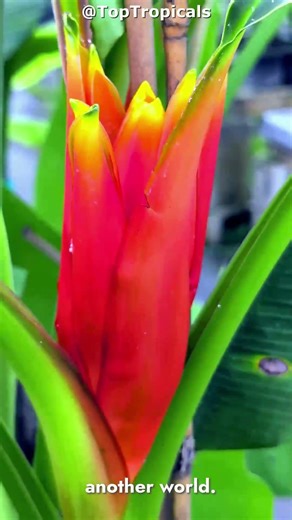 The Banana that grows FLOWERS, not fruit! 🍌🔥