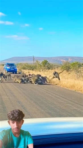 Leopard has all-out Brawl With 50 Baboons