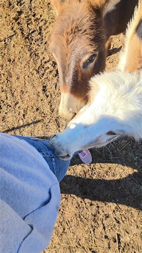 Lightening is frisky this morning 🫏 #donkey | Amanda Williams