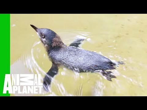 Watch This Little Penguin Chick Go Swimming For The First Time | The Zoo