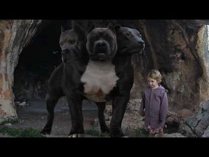 cerberus three-headed dog test.