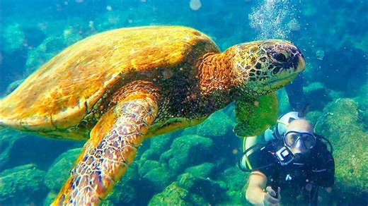 Exploring Hawaii’s green sea turtles