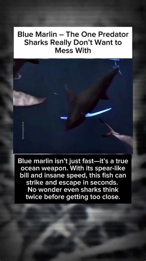 Blue Marlin The One Predator Sharks Really Don’t Want to Mess With