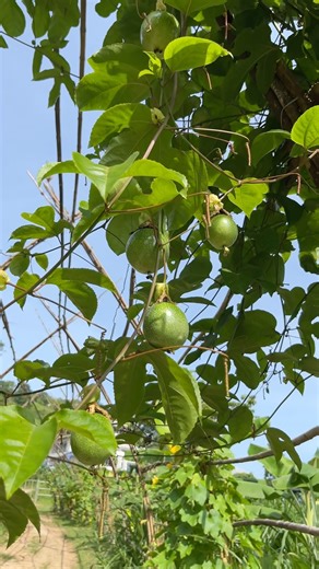 Here’s a sneak peek at our elephant garden! 🌱🐘 Instead of feeding our elephants the same pineapple tops every day, we grow a variety of fresh plants so they can enjoy a healthier, more interesting diet. In this video, you can see winter melon, Napier grass, and banana plants — just a small part of the food we grow for all 12 elephants. Being on an island means buying all their food can get very expensive, so we plant as much as we can ourselves — and sometimes local hotels help us out and we’v