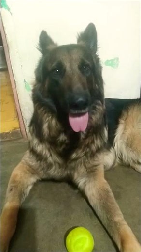 #sochana padega#Varsha kavale#funny comedy#🤣😂#German shepherd dog
