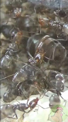 Queen Ant Laying an Egg Up Close 🐜