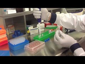 Altogen Biosystems In Vitro Vero Transfection Tutorial