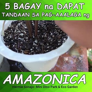 5 Things to Remenber in Growing Alocasia Amazonica more videos>>>https://youtu.be/VndHHY_PyJU | Hermie Sonajo Plants